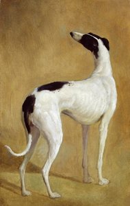 Greyhoundin tutkimus